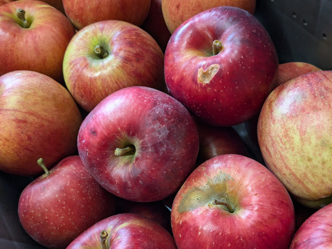 プライスダウン加工用シワシワりんごも入ります🍎10㌔品種おまかせ大玉中玉