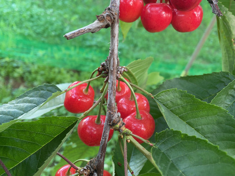 2L以上の大粒🍒さくらんぼ【佐藤錦】500g