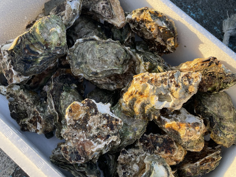 日間賀島産，日本一の天然牡蠣　150g±個体
3キロ20個±レンジでチンで簡単調理❗️
 冬牡蠣　天然牡蠣　【初売り出し】
身入りMAX，大サイズ