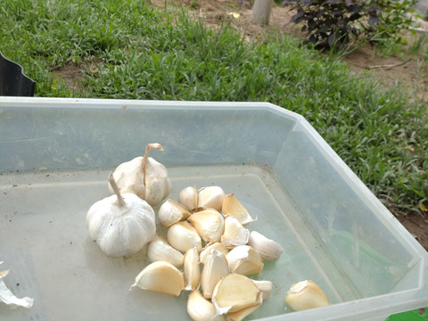 【セット商品】にんにく３玉&ズイキ25cmほどに切ったもの10本☆お客様のご希望で作ったセット商品♪