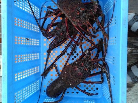 豊後の伊勢エビ