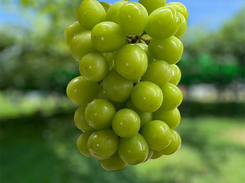 山梨県産ぶどう【シャインマスカット】2kg〜2.4kg前後(3〜5房) 種なし『常温便』
