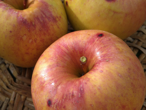 りんご　ぐんま名月　約６８％　農薬カット　8-9個　大小様々　キズ等、黒点できるだけ無いりんご