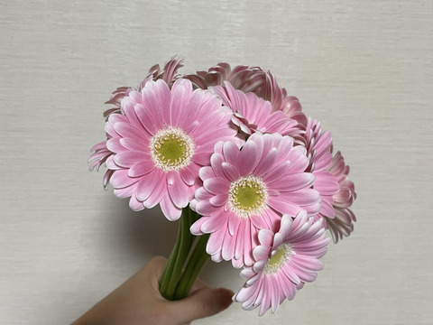 【限定商品】ガーベラ⭐︎ピンク⭐︎ミックス20本