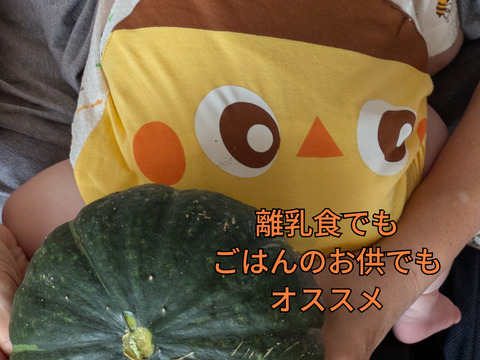 訳あり！ホクホクカボチャ「栗五郎」2㎏ 1個：鹿児島県産の栗