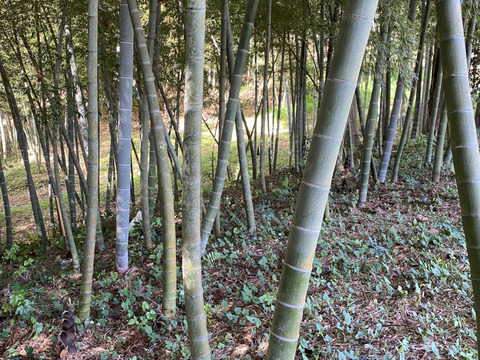 春の味覚！掘って即時出荷‼️タケノコ<2kg> 米ぬか　鷹の爪付き