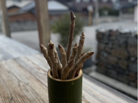 『激レア』　タラの芽の原木「竹花瓶付き」
春を一足先に告げる南国の木の芽です。
栽培マニュアルもお付けします。