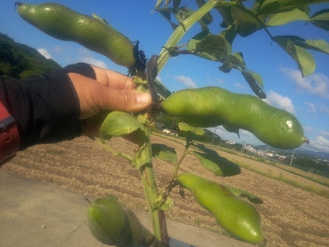 エンドウ＆空豆　mix　自然栽培　自家採種