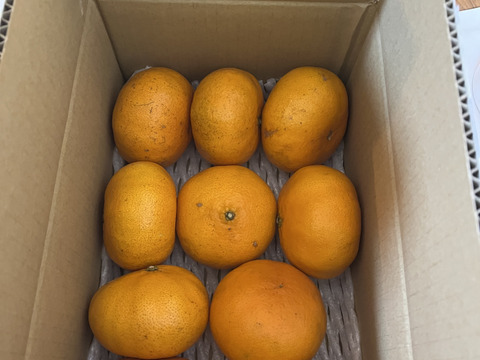 衝撃の甘さ「甘平約3㎏ 」「愛媛県産」