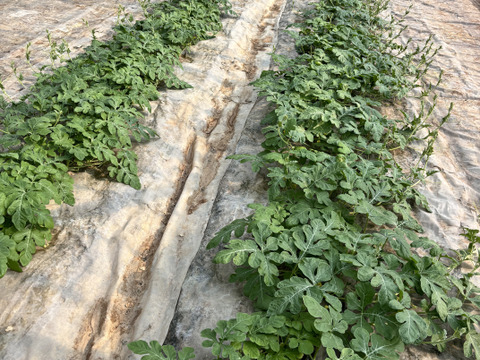 【数量限定】シャリ感甘みしっかり「味一番スイカ」5キロ