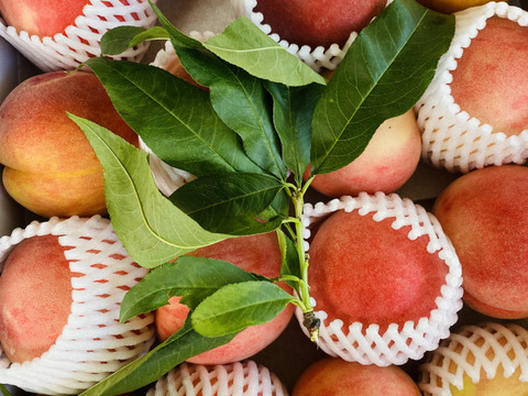 桃 と ワッサー 食べ比べ！ どちらも熟してきました。
両方を味わいたい方のための12～16個セット。