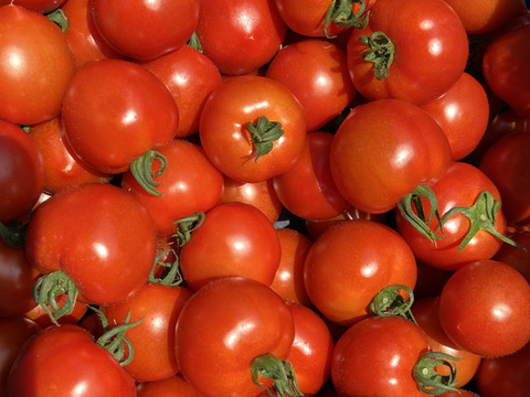 【秋から旬！フルティカ】（１キロ）食べ応え抜群！フルーツトマト界の王様！フルティカ