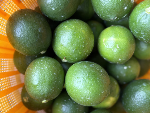 佐賀県太良町産マイヤーレモン箱込3kg