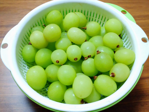 甘くてジューシー　シャインマスカット　粒サイズ不揃い　1.5kg　糖度18以上