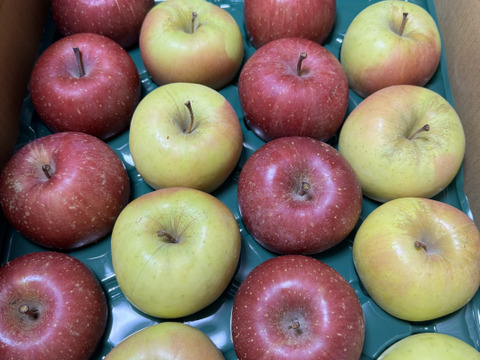 赤と黄色‼︎ 青森県産 サンふじ&名月(訳あり)約5kg サンふじ8個名月8個　計16個