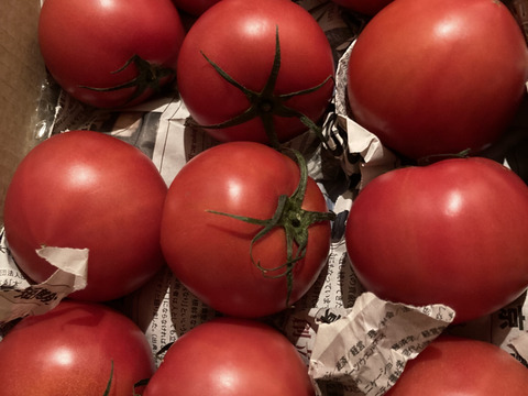 毎食トマト！バクバク食べちゃう栄ちゃんトマト　食べやすい小さめサイズ