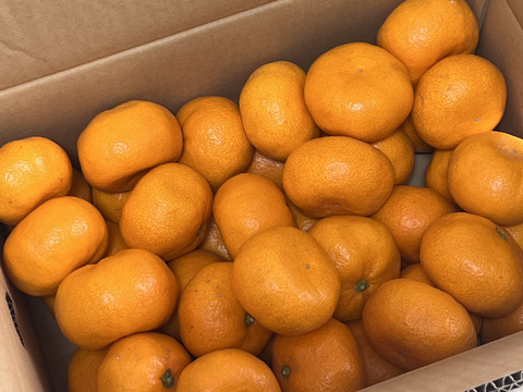 濃厚完熟　蔵出し　青島みかん　優品・5ｋｇ