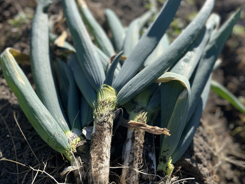 生粋の下仁田ネギ(Lサイズ以上10-12本)