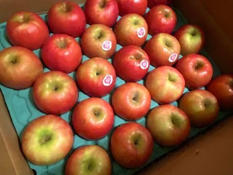 12月9日から🍎【ヒルナンデスでました！】ピンクレディ®︎ 5キロ訳あり品 加工用にご利用ください！長野県 信州 安曇野 リンゴ 幻 幻のリンゴ 予約 希少 旬 ID36611 ピンクレディー