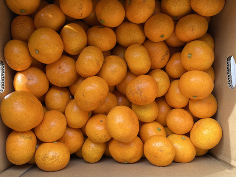 有田みかん 10kg