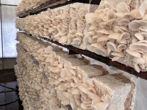 【食べ比べ】コリコリ★プリプリ☆徳島県産！乾燥きくらげ白黒セット