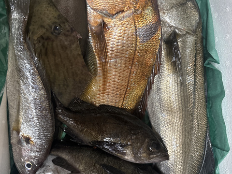 【数量限定】瀬戸内の鮮魚 2kg詰め合わせ！(3〜6種類)100サイズ