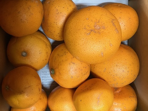 せとか（そばかす姫）家庭用1.8㎏