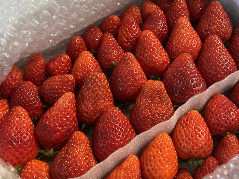 春SALE!!トクトク🍓いちごの宝石箱
朝摘み完熟酵素栽培のこだわりいちご
【いちご食べ比べ】３種食べ比べ！