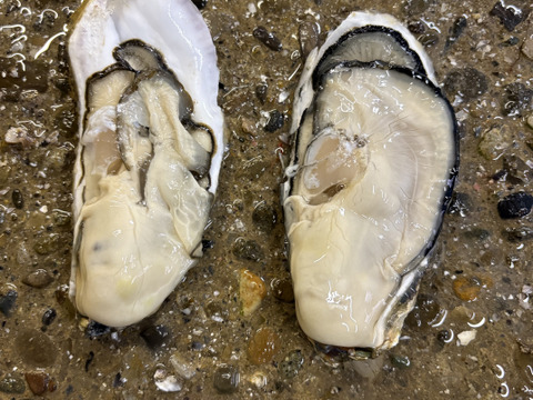 北海道産海峡牡蠣45個