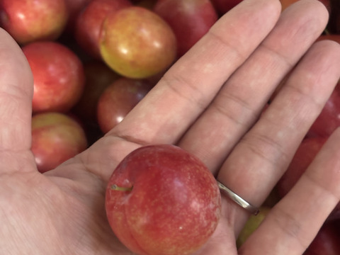 濃厚食感！メスレースモモ【サクランボサイズ】約3000g