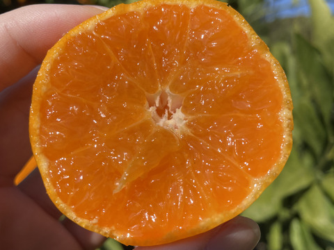 【本場・下津蔵出しみかん】土壁蔵で木箱仕込みし寝かせた熟成みかん｜農家直送