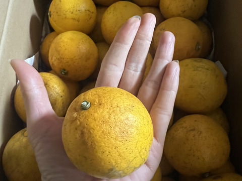 訳アリ【農薬不使用】　小ぶり大三島ネーブル 5kg