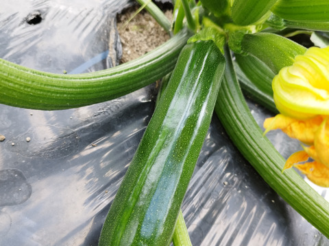 京都府産ズッキーニ約1kg(4〜6本程度)
農薬・化学肥料・除草剤不使用