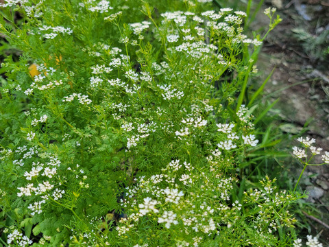 食べ頃の葉のみ収穫！農薬不使用でそのまま食べられるパクチー100g