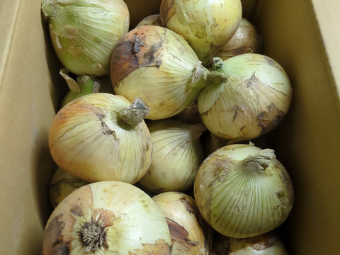 《期間限定》【淡路島産】
地元農家でも評判の 甘くて美味しい新玉ねぎ七宝 5kg