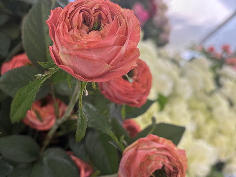 5月20日にお届け🌸２束限定🌸変わり咲き【ピンクラナンキュラ12本】ちょっとだけ栽培【ご自宅用簡易ラッピング】