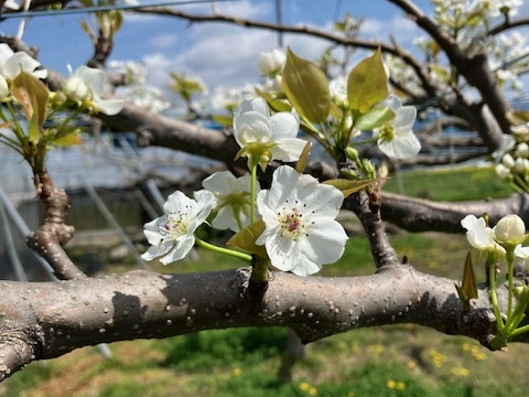 厳選！抜群の甘さとジューシーな【あきづき梨】小箱（５～６玉入り）