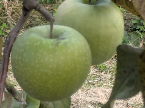 グラニースミス【小玉】バラ詰め約5キロ