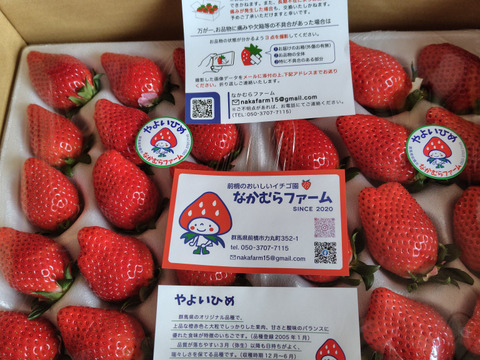 珍しい  大粒】完熟いちご「やよいひめ」箱入り（約800g）：群馬県産 果物