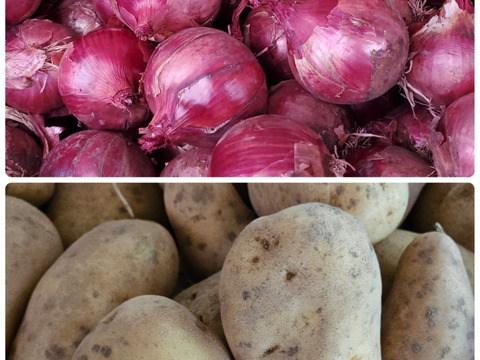 メークイン、紫玉ねぎセット　　　10kg