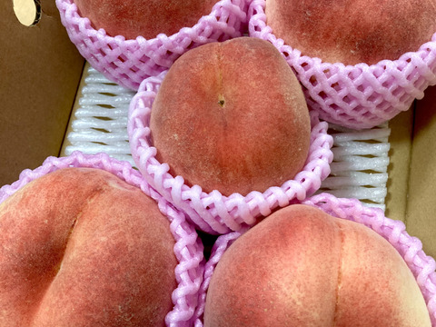 🍑さくら白桃　約1.5kg 5玉前後　9月上旬発送　希少な桃　【ASIAGAP認証農場：津軽農園】　安心・安全な桃　収穫した日に発送　家庭用　農家直送【朝どれ】