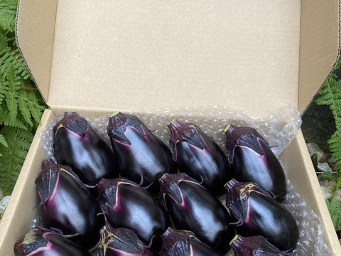 太陽たっぷり浴びた水茄子‼️柔らかいとお褒めの言葉頂いてます❗️60サイズの箱いっぱいに詰めて