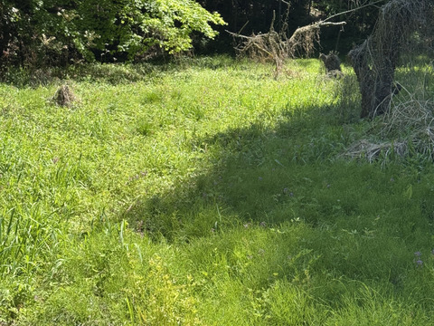 当農園の自然豊かな山で採れたドクダミ300gです。採れたてをその日のうちに発送致します。8月末まで