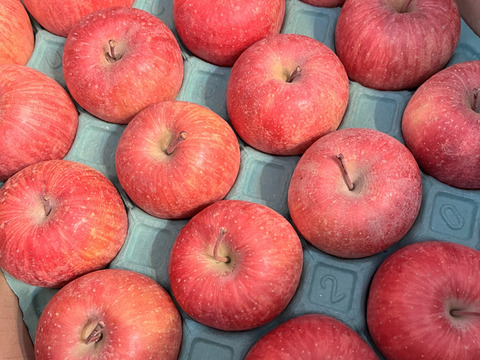 さんフジ 山形 朝日町産 贈答用 りんご 約5kg 18か20個入り リンゴ