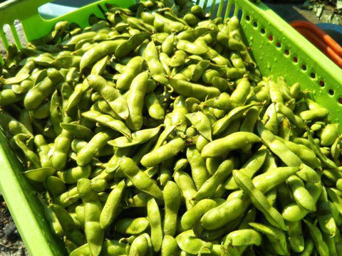すっきり甘い！自然農法のこだわり枝豆 3kg