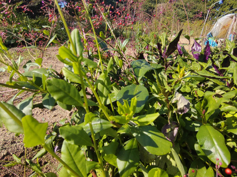 三時草 ハゼラン ☆味はまるでホウレンソウ🌿５束のお届け🌿（ランと名前がついてますがラン科ではありません）