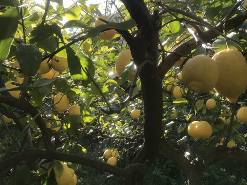 【小玉2kg・A級品】日本一の国産レモンの生産地　瀬戸田産　レモン