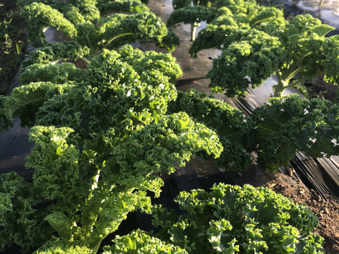 ボリューム感満載　カリーノケール　5000g　農薬・除草剤・化学肥料不使用栽培