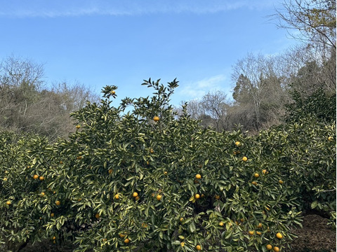 はっさくファン必見！つぶつぶジューシー！熟成はっさく生果2キロ7~8個【自然栽培】サイズ混合愛媛大三島よりお届け