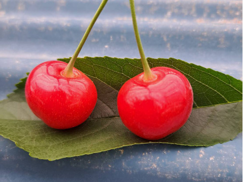 さくらんぼ『佐藤錦 』甘いよ！ピュアでかわいい！Ｌサイズ･バラ詰め 1kg×2